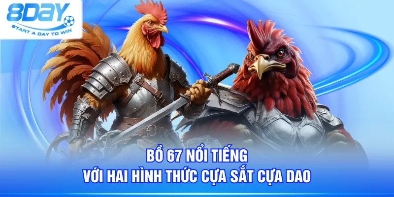 Bồ 67 nổi tiếng với hai hình thức cựa sắt cựa dao