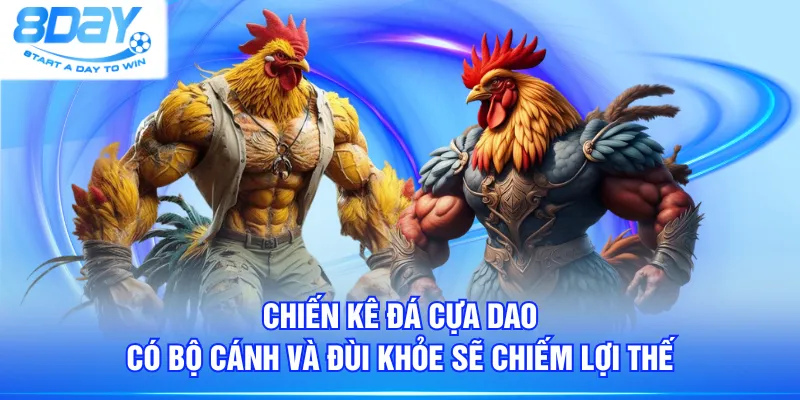 Chiến kê đá cựa dao có bộ cánh và đùi khỏe sẽ chiếm lợi thế
