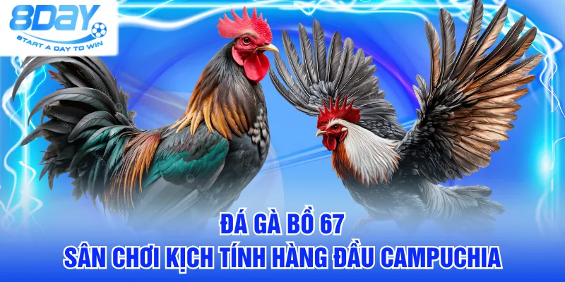 đá gà bồ 67